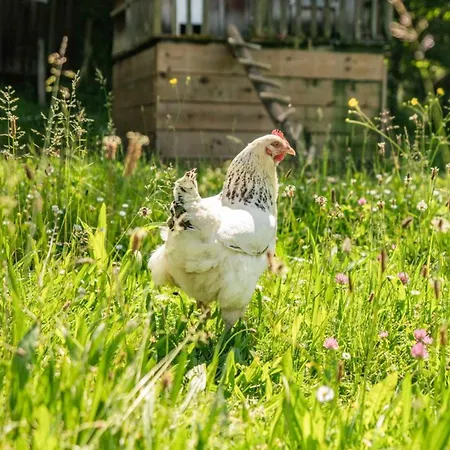 Charmante Cabane, Animaux Admis - 2 Pers. - Api-1-52-2621 Campsite Saint-Amand-de-Coly